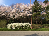 桜と雪柳… 画像1