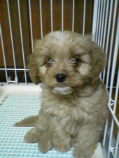 先々の　不安に勝る　愛らしさ 画像1