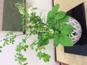 疲れのとれない…お年頃f^_^; 画像1