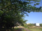 新緑～♪ 画像2