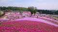 箕郷芝桜公園