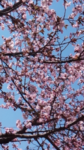 養生二日目、桜満開 画像2