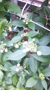 雨だから、かまくら。 画像1