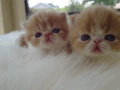 休みだ～♪…↑