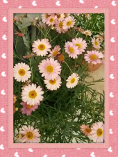 ☆ウォーターメロン？ 画像1