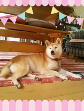 ☆決まりのきこたん♪ 画像1