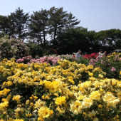 花を見に行く 画像2