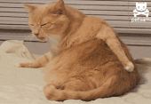 今日は激務…↑ 画像1