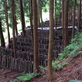 山の中へ 画像1