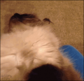 ふるさと…↑