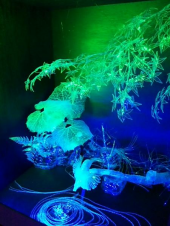 ペットボトルの芸術 画像3