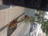 雨 台風一過じゃない！ 画像1