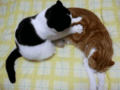 デカイのが来たねぇ…↑