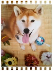 ☆暑中お見舞い申し上げます♪ 画像1