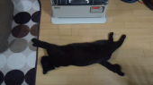 じゃじゃ5歳 画像2