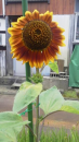 ユリが咲いた