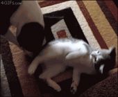 しもた！…↓ 画像1