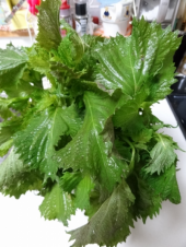 大雨！ウォーキングできず 画像1