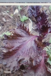 『三国志の名医も～』 画像3