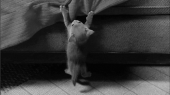 これが飲まずに！…↓ 画像3