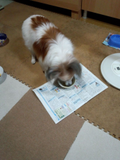 ☆気難しいお嬢様犬☆ 画像1