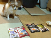 ☆気難しいお嬢様犬☆ 画像2