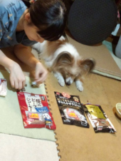 ☆気難しいお嬢様犬☆ 画像3