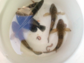 逃がしたって！ 画像3