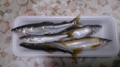 いただき物 画像1