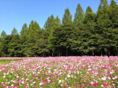 花の丘公園…↓ 画像1