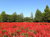 花の丘公園…↓ 画像2