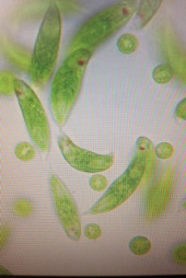 『食べてみました～』 画像2