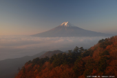 秋の夜長 画像1