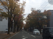 ケヤキ通り… 画像1