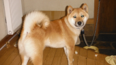 おらは村の保安官か？ 画像1