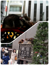 ☆12月ですねー(￣∇￣*)ゞ 画像2