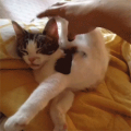 目がテン!…↑