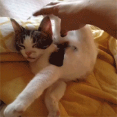 目がテン!…↑ 画像3