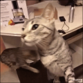 お江戸…↑