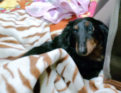 官兵衛最終回 画像2