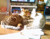 料理・猫 画像3