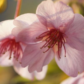 新井薬師 画像1