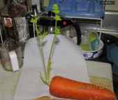 雪が降っている、朝も夜も。キッチン周り片づけ中 画像1