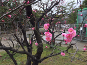 梅が咲いた〜 画像1