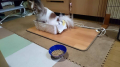 ☆だっだっこにてこずる毎日、、、☆