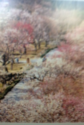 『梅まつり開花情報～』 画像2