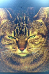 『優しく～叱る！』 画像1