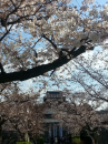 お墓参りとお花見