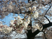 お墓参りとお花見 画像2
