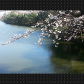 お墓参りとお花見 画像3